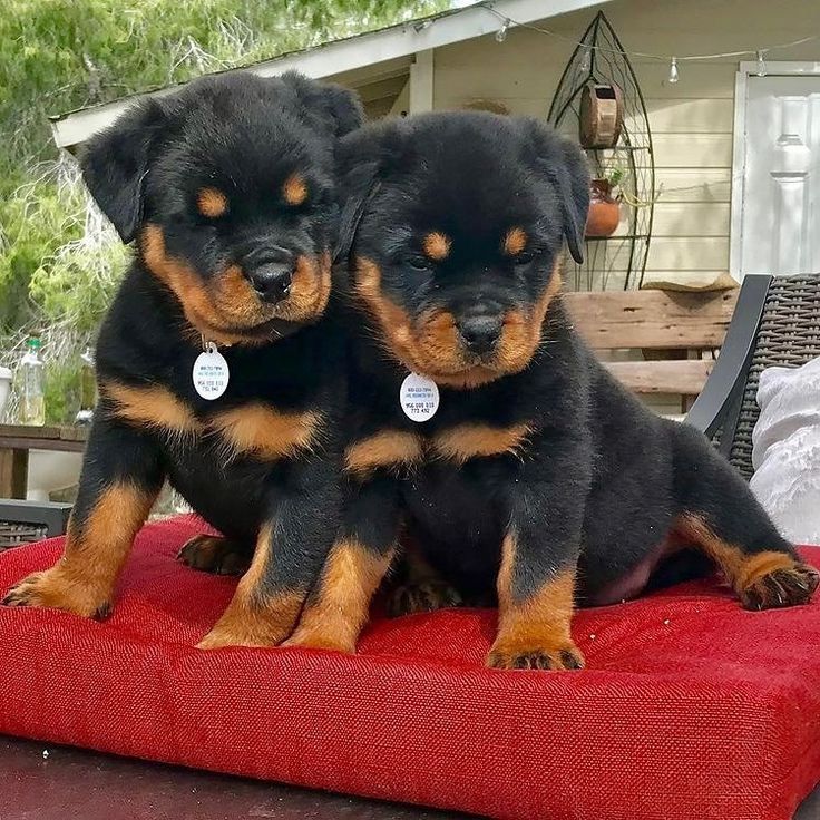 Rottweiler-Welpen zur Adoption