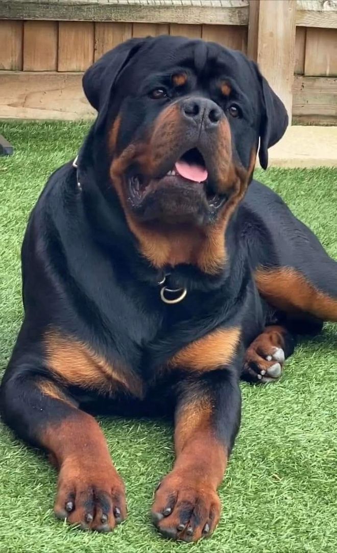 Rottweiler-Welpen zur Adoption