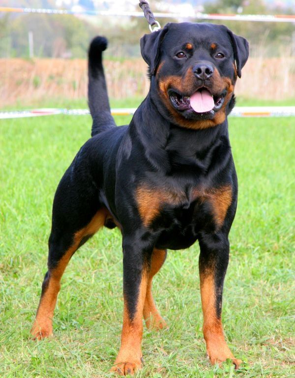Rottweiler-Welpen zur Adoption