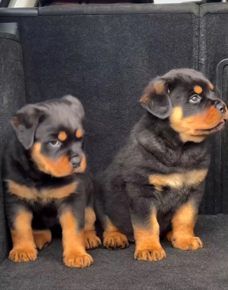 Rottweiler-Welpen zur .-Adoption