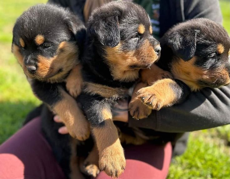 Rottweiler-Welpen zur .-Adoption