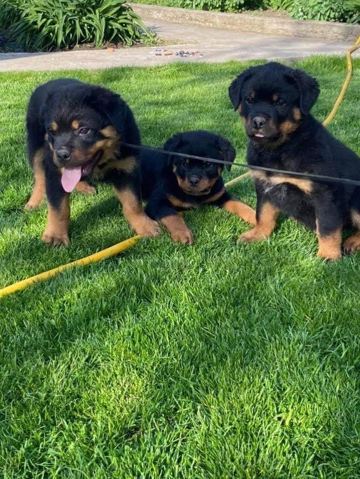 Rottweiler-Welpen zur .-Adoption