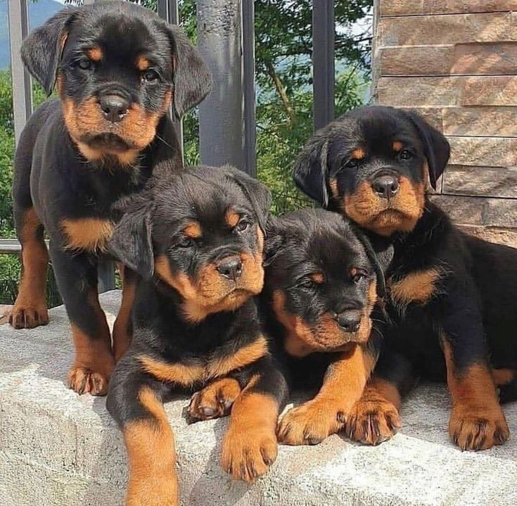 Rottweiler-Welpen zur Adoption