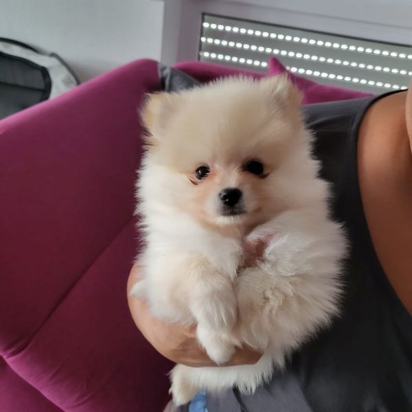 Pomeranian und Pomchi Welpen