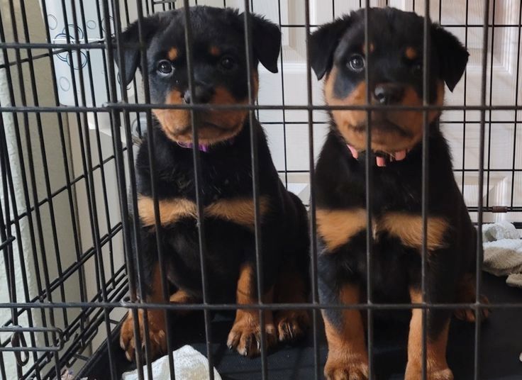 Rottweiler-Welpen zur Adoption
