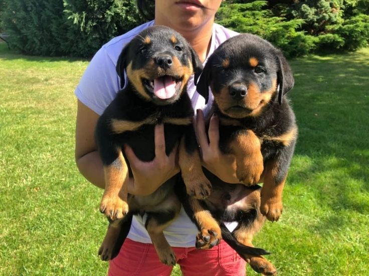 Rottweiler-Welpen zur Adoption