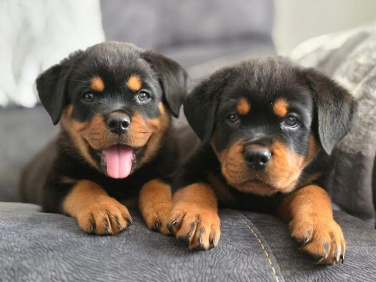 Rottweiler-Welpen zur Adoption