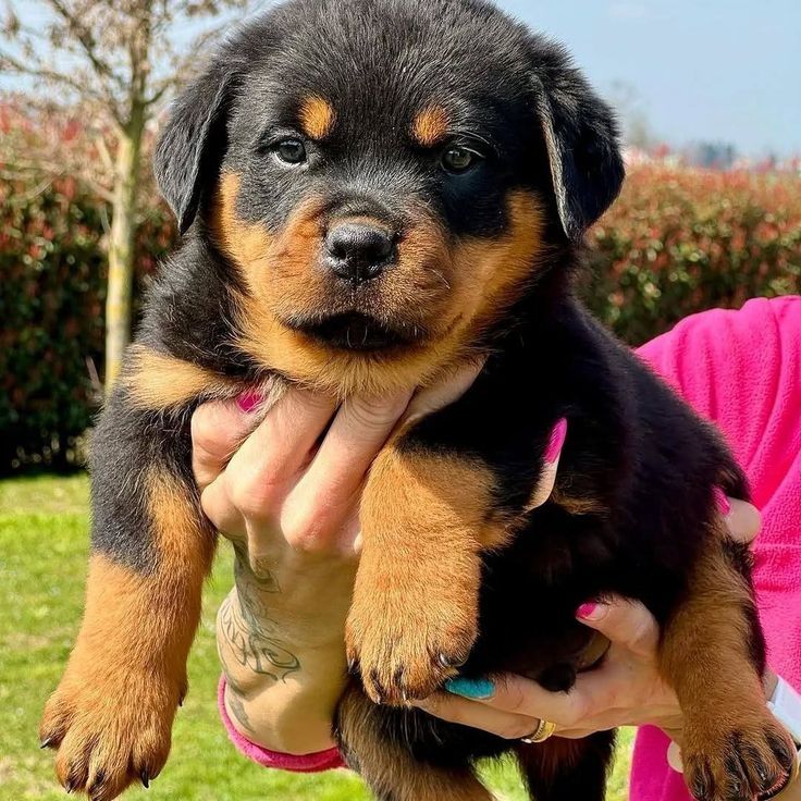 Rottweiler-Welpen zur Adoption