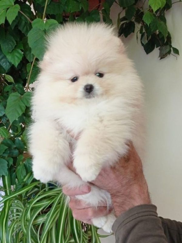 Pomeranian Zwerg spitz welpen