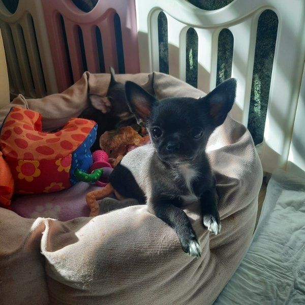 CHIHUAHUA Welpen ( VDH/FCI Papiere)