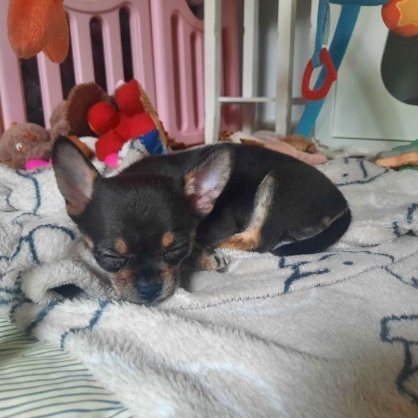 CHIHUAHUA Welpen ( VDH/FCI Papiere)
