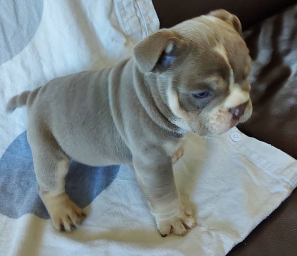 Englische Bulldoggen-Welpen