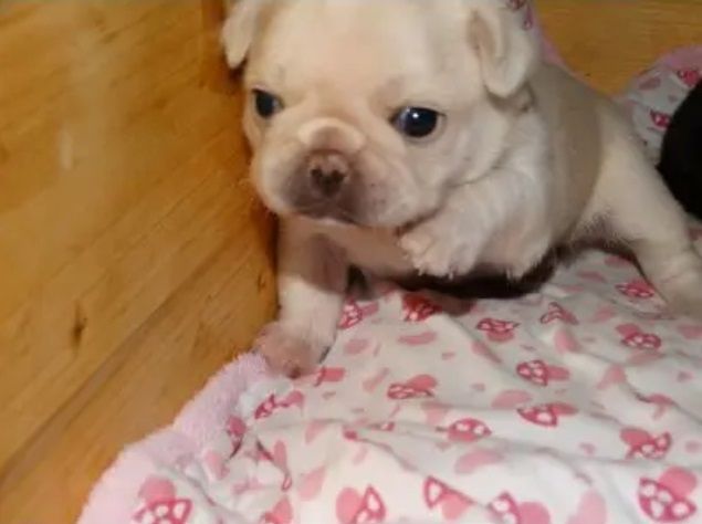 Reinrassige Kitz-Mops-Welpen jetzt fertig