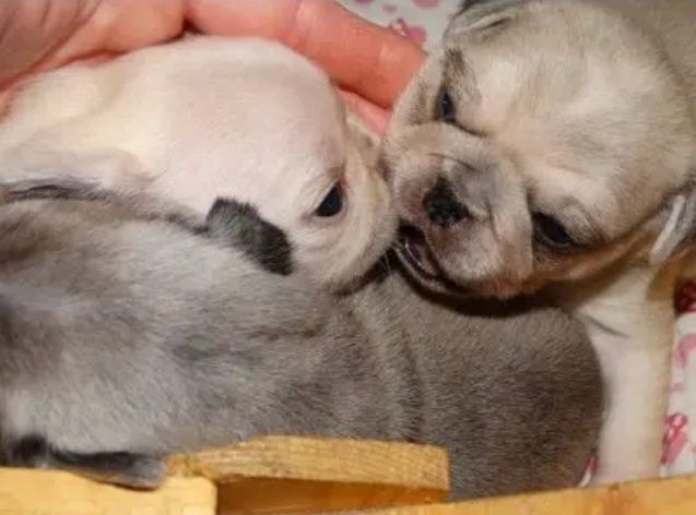 Reinrassige Kitz-Mops-Welpen jetzt fertig