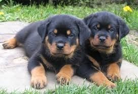 Rottweiler-Welpen von erstklassiger Qualität