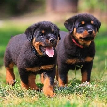 Rottweiler-Welpen von erstklassiger Qualität