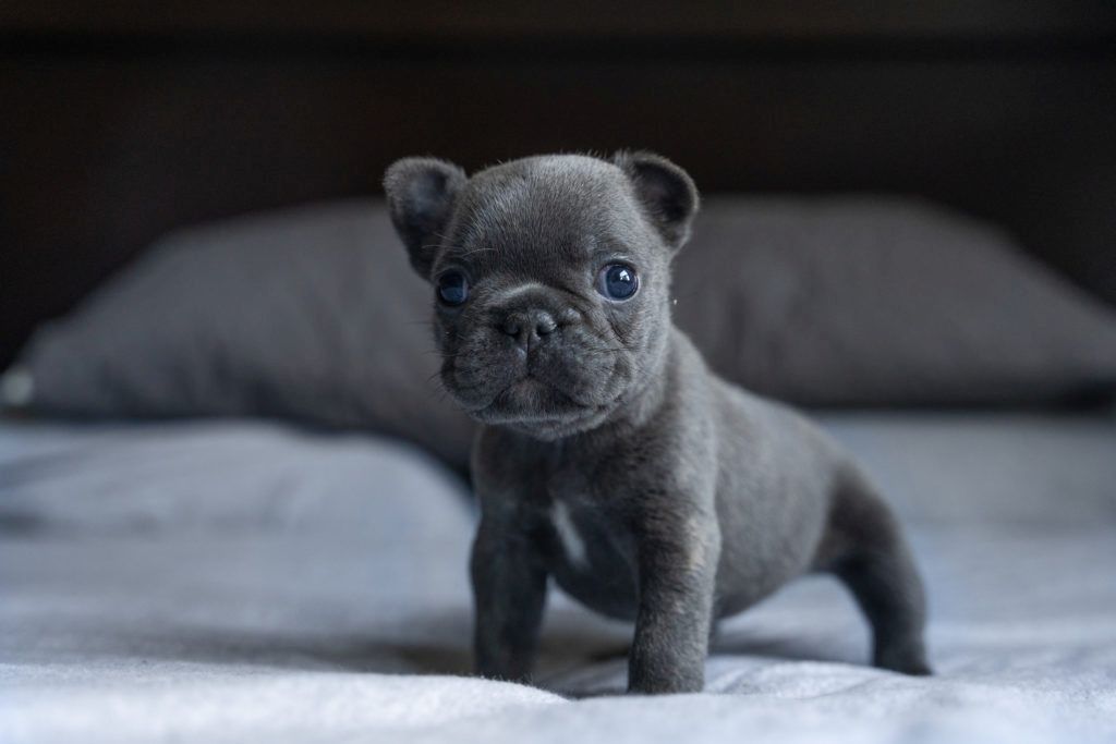 Französische Bulldogge-Welpen von erstklassiger Qualität