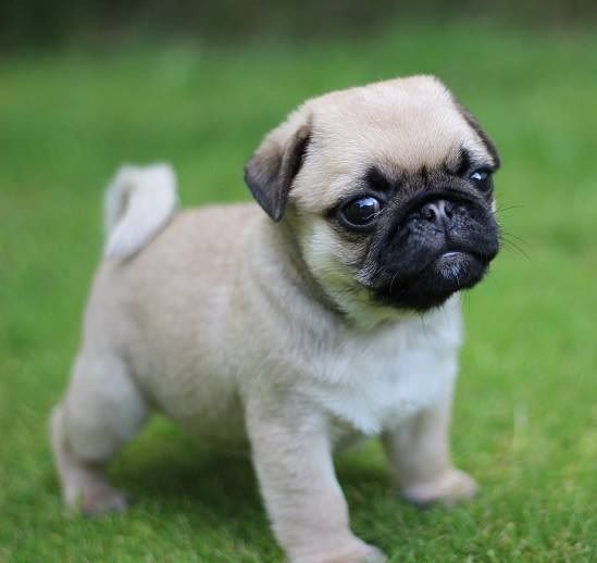Mops Welpen von erstklassiger Qualität