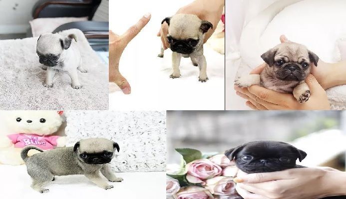 Mops Welpen von erstklassiger Qualität