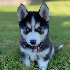 Sibirischer Husky Welpen von erstklassiger Qualität