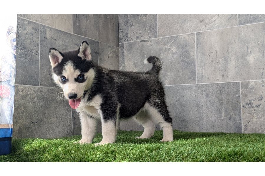 Sibirischer Husky Welpen von erstklassiger Qualität