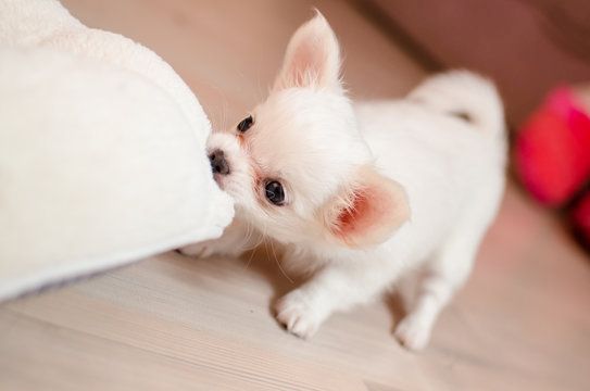 Süße Chihuahua welpen in liebevolle Hände abzugeben
