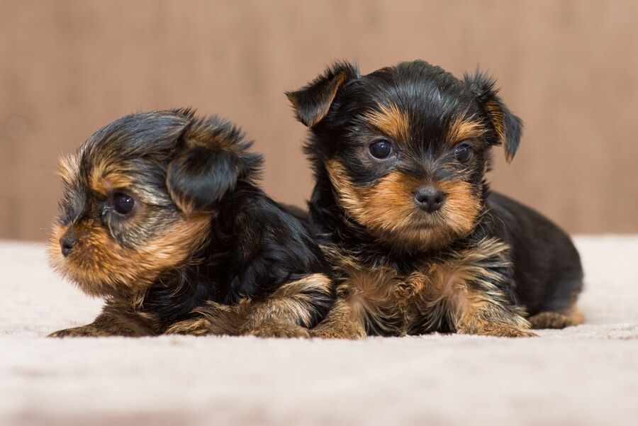 Süße Yorkshire Terrier welpen in liebevolle Hände abzugeben