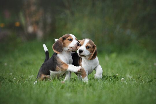 Beagle Welpen von erstklassiger Qualität