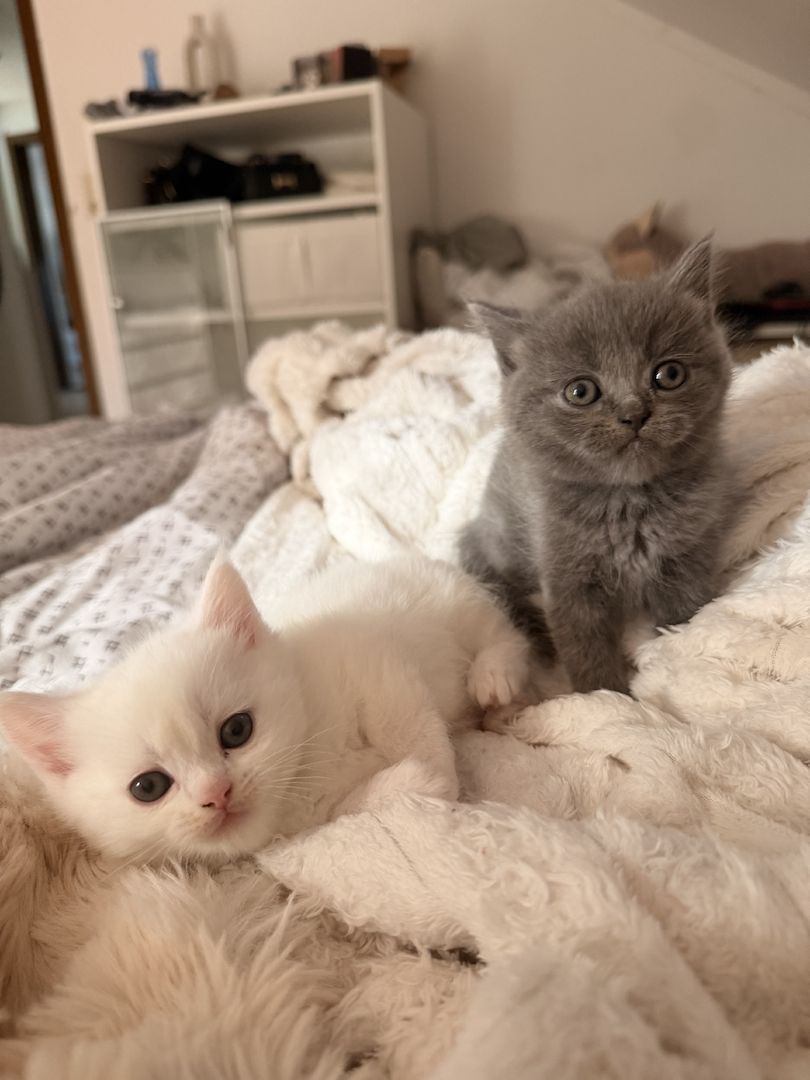 Süße Perser mix Kitten