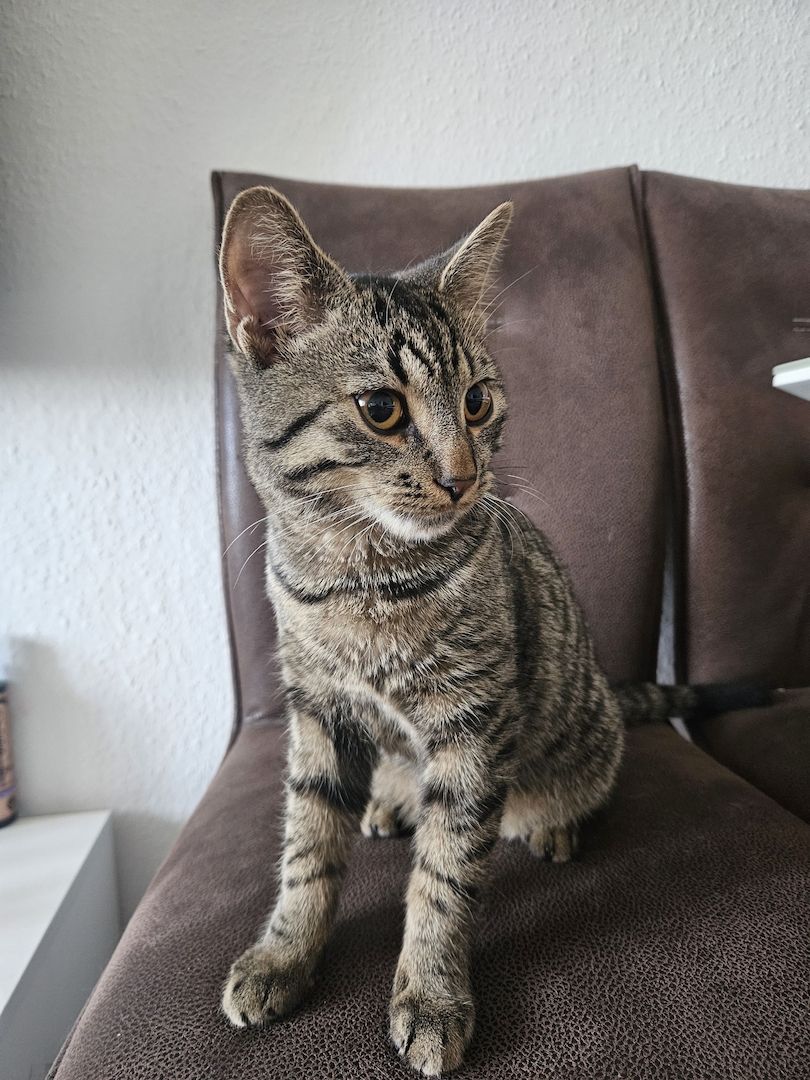 BKH-Bengal-Mix Kater, verschmust und neugierig, mit Leine