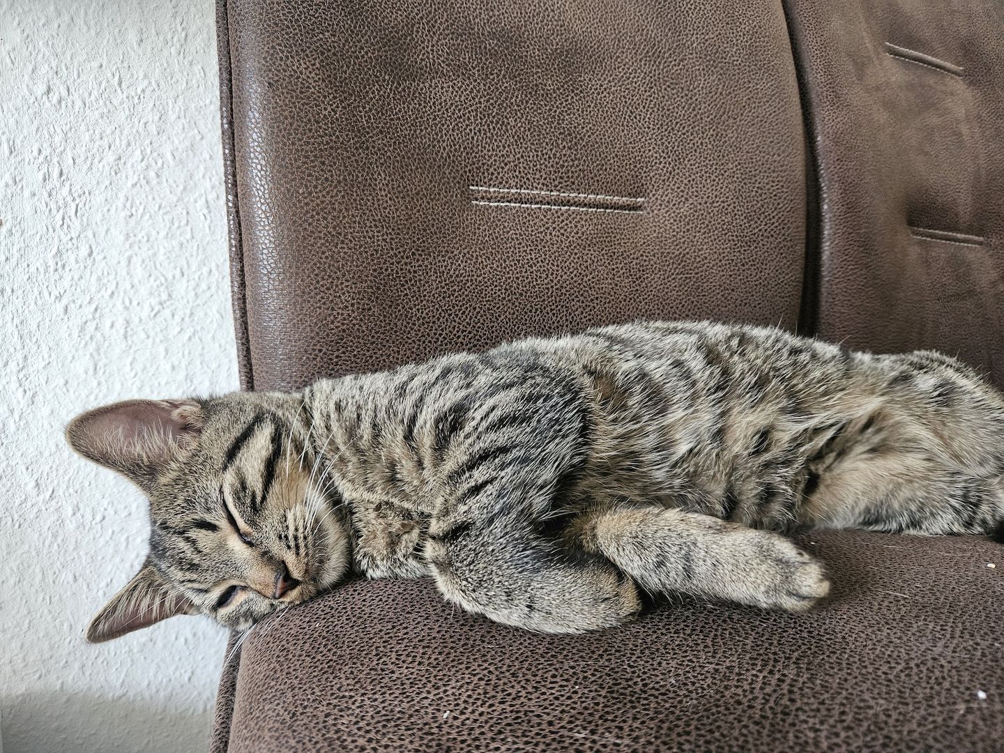 BKH-Bengal-Mix Kater, verschmust und neugierig, mit Leine