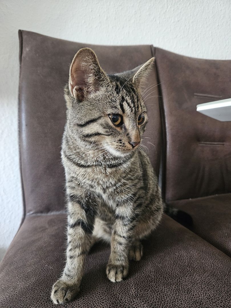 BKH-Bengal-Mix Kater, verschmust und neugierig, mit Leine
