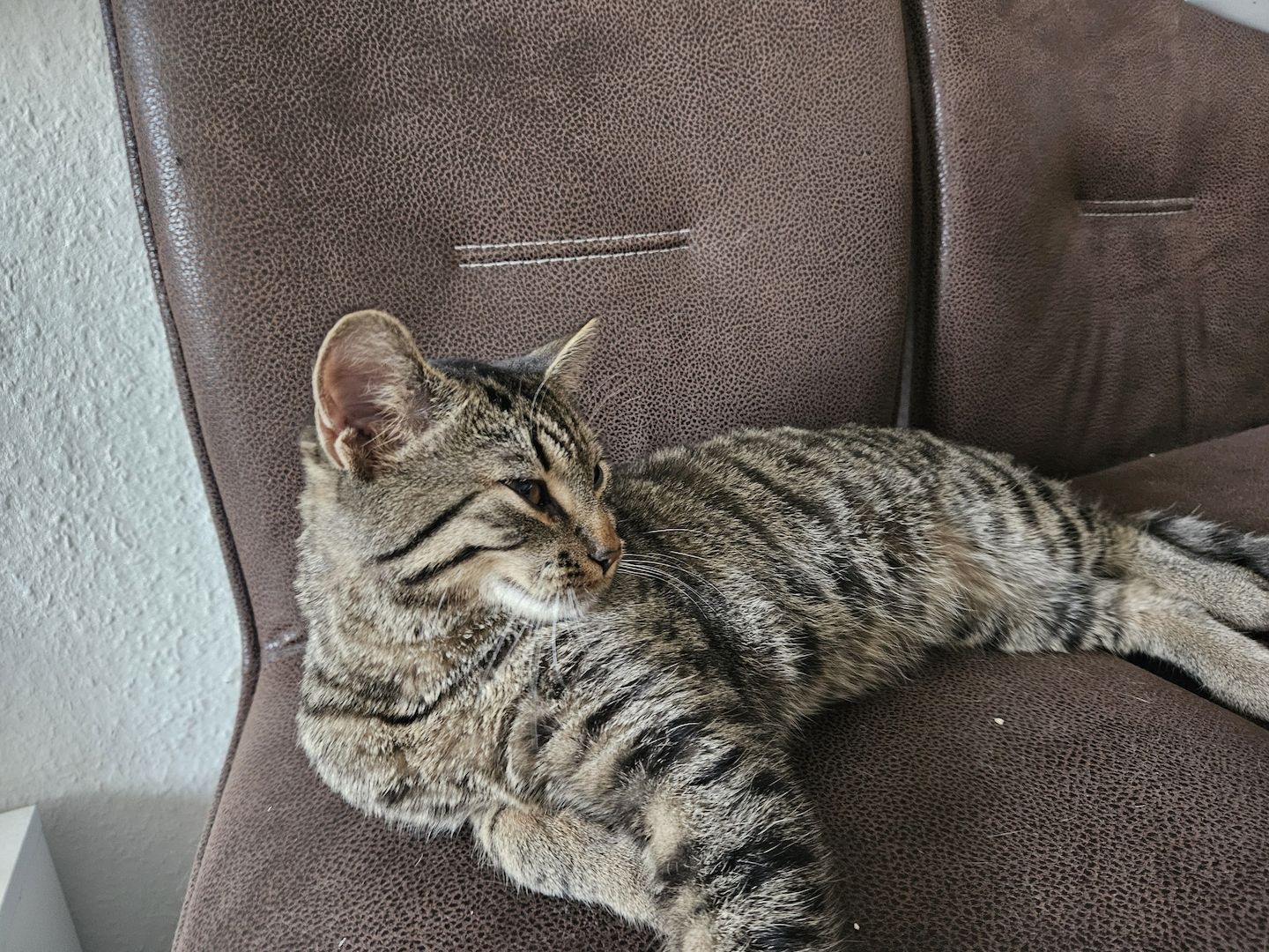 BKH-Bengal-Mix Kater, verschmust und neugierig, mit Leine