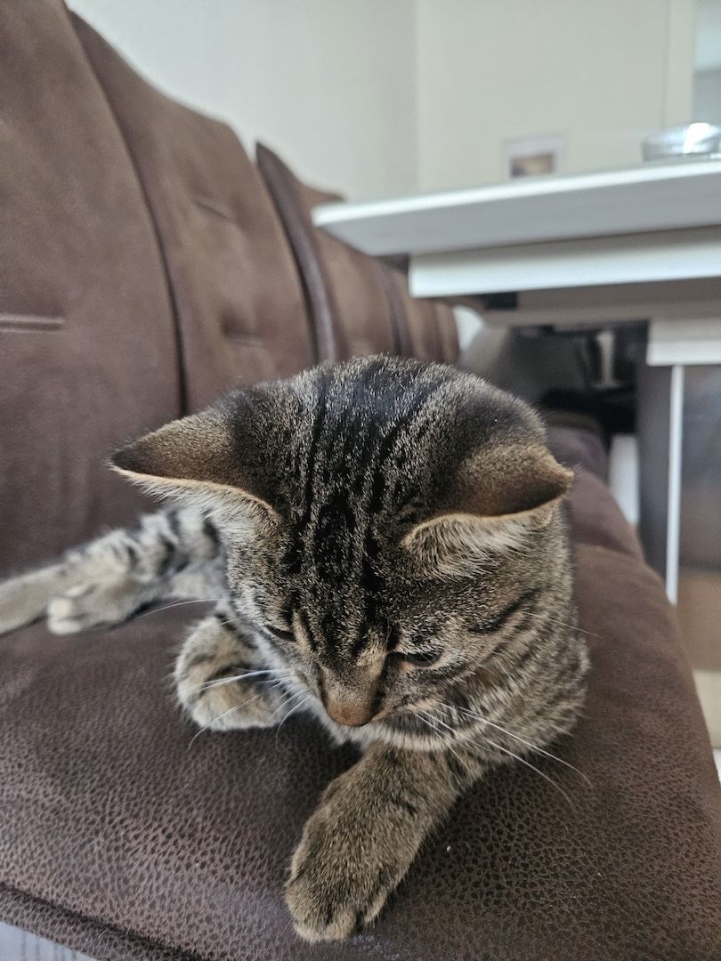BKH-Bengal-Mix Kater, verschmust und neugierig, mit Leine