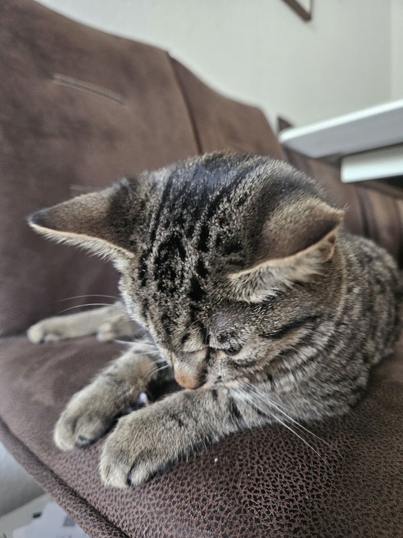 BKH-Bengal-Mix Kater, verschmust und neugierig, mit Leine