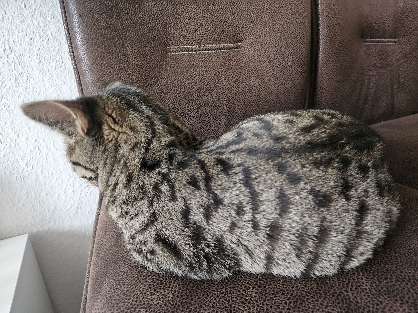 BKH-Bengal-Mix Kater, verschmust und neugierig, mit Leine