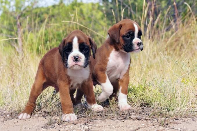 Zwei freundliche Boxer-Welpen abzugeben