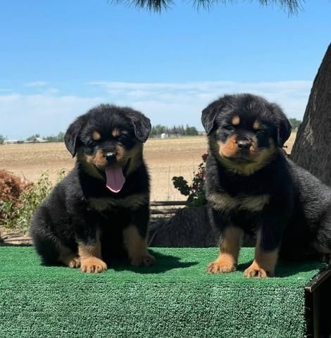 Gesunde Rottweiler-Welpen (männlich und weiblich)