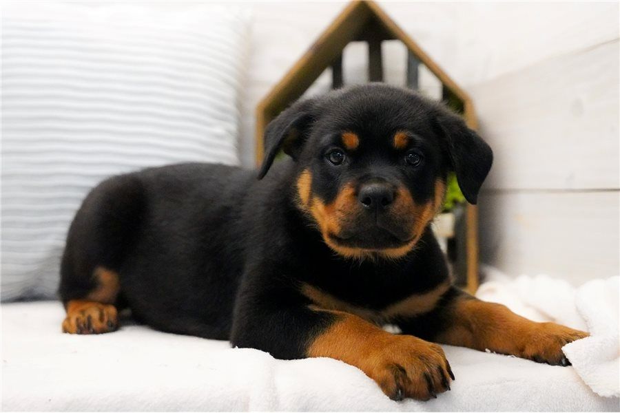 Gesunde Rottweiler-Welpen (männlich und weiblich)