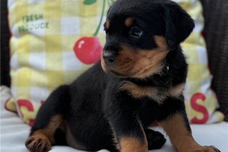 Gesunde Rottweiler-Welpen (männlich und weiblich)