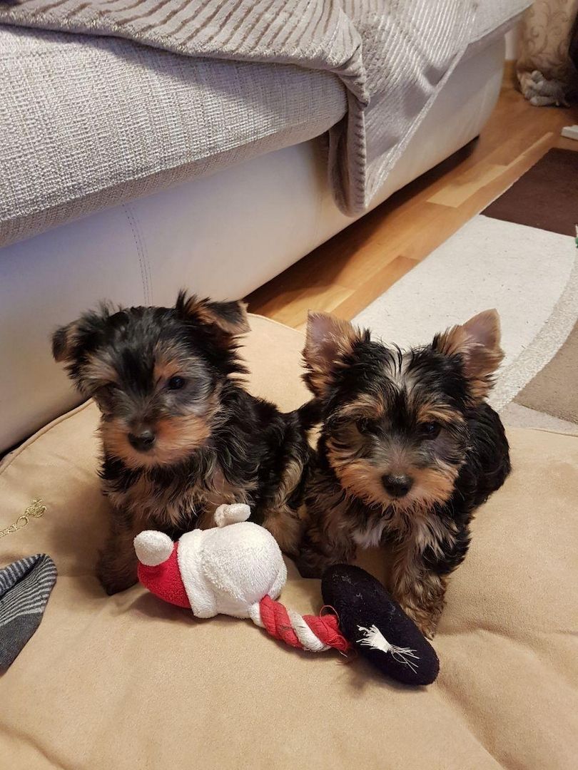 Zugelassene Yorkshire-Terrier-Welpen suchen ein neues Zuhause