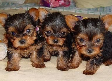 Zugelassene Yorkshire-Terrier-Welpen suchen ein neues Zuhause