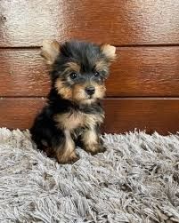 Zugelassene Yorkshire-Terrier-Welpen suchen ein neues Zuhause