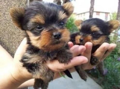 Zugelassene Yorkshire-Terrier-Welpen suchen ein neues Zuhause