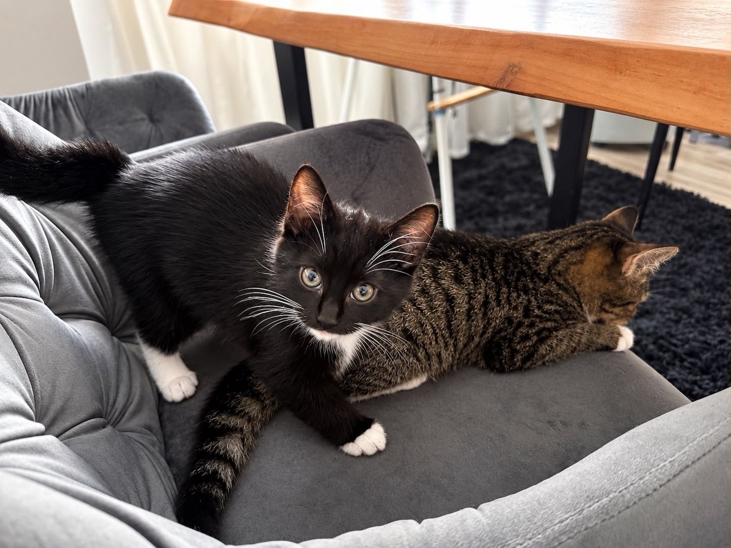 Zwei süße BKH-Russian-Blue-Mix-Kätzchen suchen ein liebevolles Zuhause 🐾