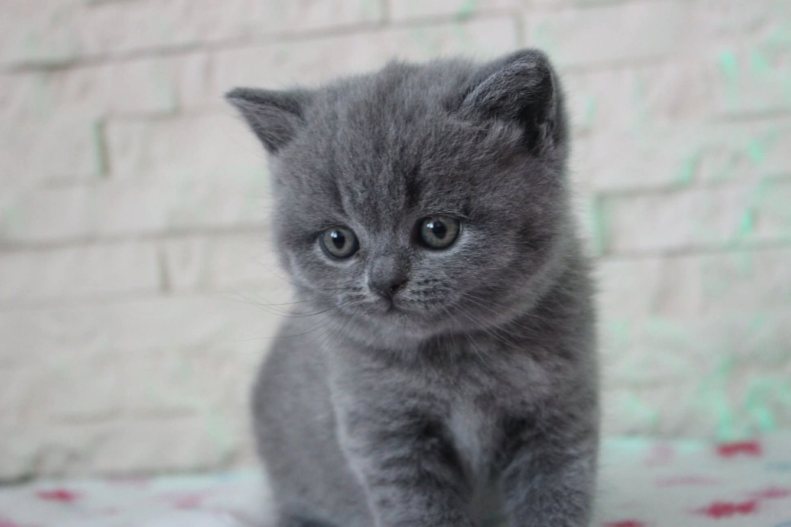 Scottish-Fold-Kätzchen abzugeben