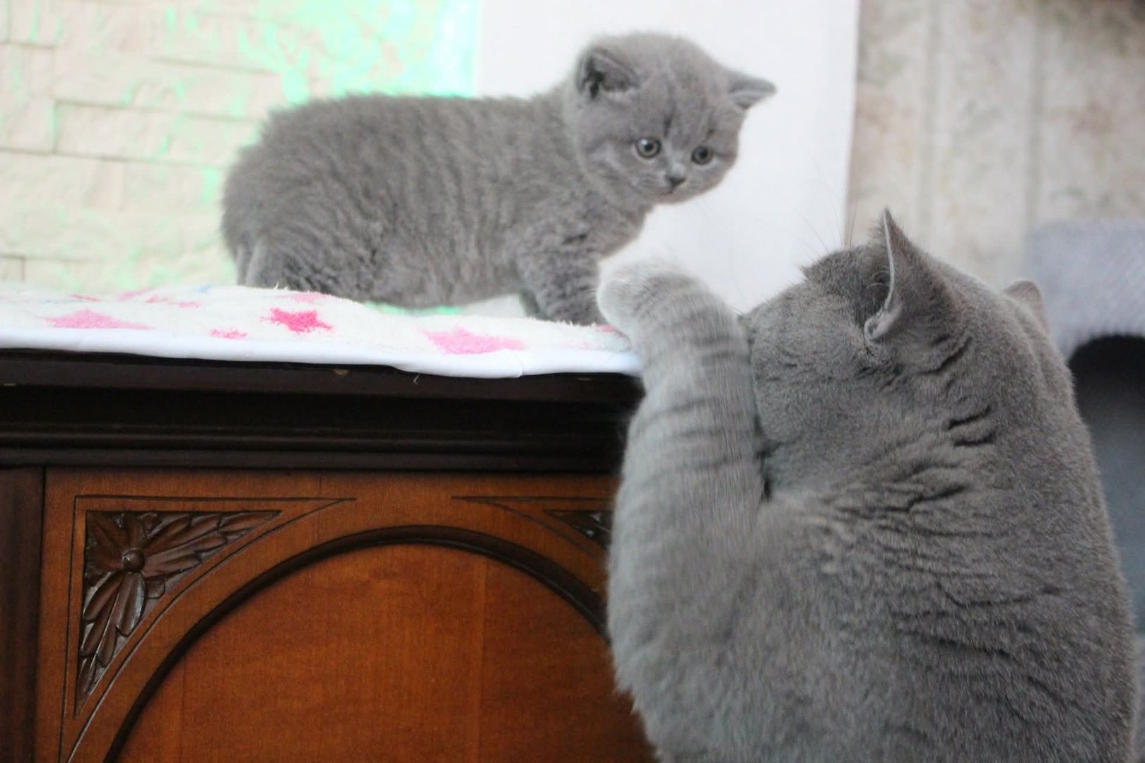 Scottish-Fold-Kätzchen abzugeben