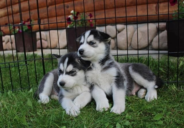 AKC-registrierte Siberian-Husky-Welpen