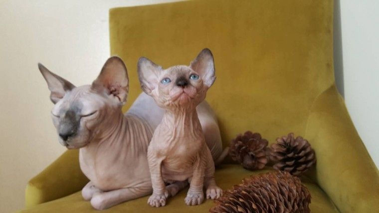 Schöne Sphynx-Kätzchen (männlich und weiblich) abzugeben.