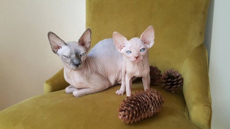 Schöne Sphynx-Kätzchen (männlich und weiblich) abzugeben.